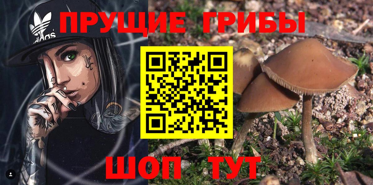 Псилоцибиновые грибы прущие грибы Лесозаводск